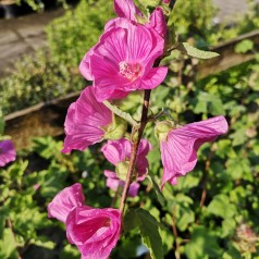 Lavatera Bredon Spring / Mamelukærmebusk