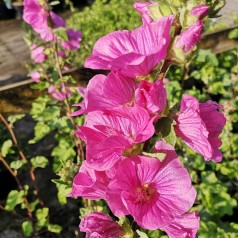 Lavatera Bredon Spring / Mamelukærmebusk