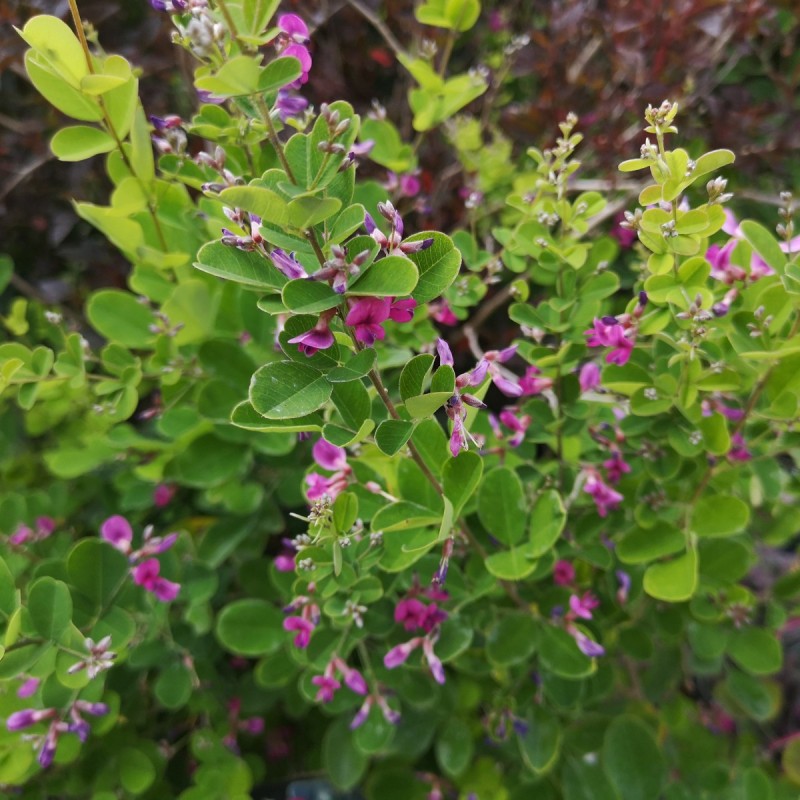 Lespedeza bicolor Summer Beauty - Kløverbusk