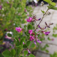 Lespedeza bicolor Summer Beauty - Kløverbusk