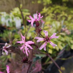 Lychnis flos-cucularis - Trævlekrone