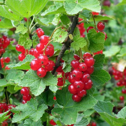 Ribsbuske  Jonkheer van Tets - 10 stk. 30-50 cm. barrods