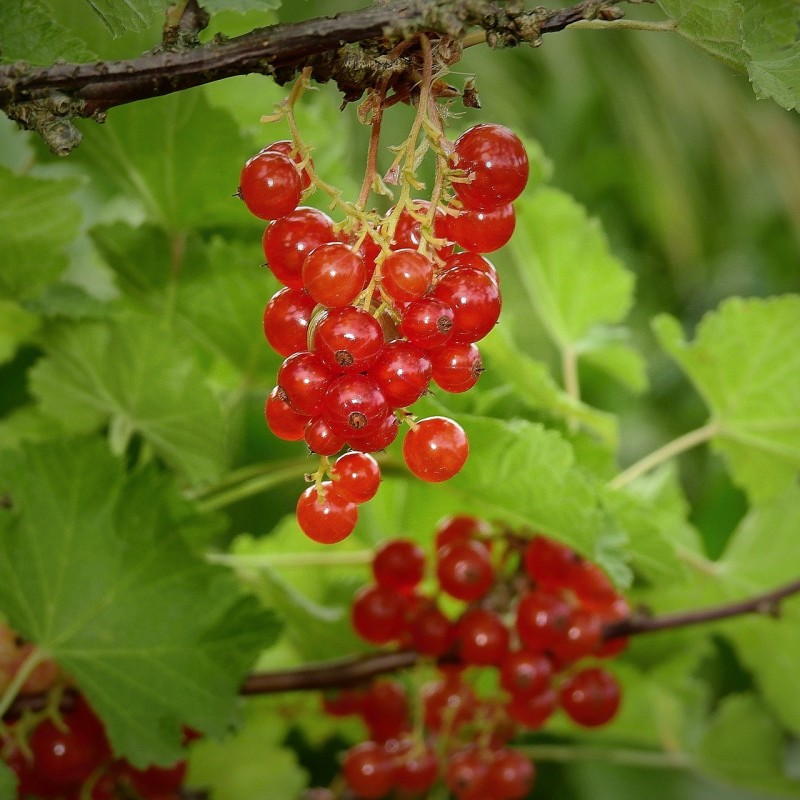 Ribsbuske Rosetta 50-80 cm. - Bundt Med 10 Stk. Barrodsplanter
