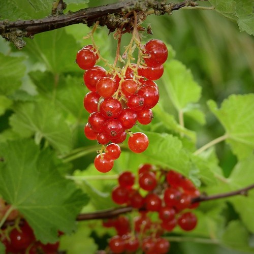 Ribsbuske Rosetta 50-80 cm. - Bundt Med 10 Stk. Barrodsplanter