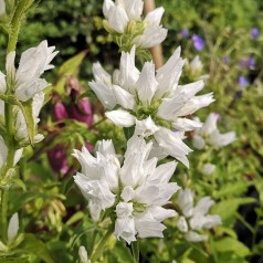 Campanula glomerata Schneekrone