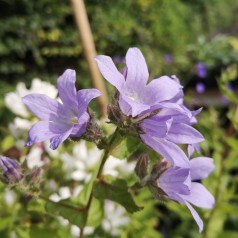 Campanula lactiflora Prichard's Variety / Mælkeklokke