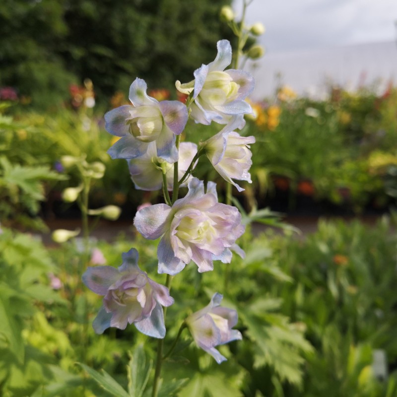 Delphinium hybrid Moonlight / Ridderspore Delphinium hybrid Moonlight / Ridderspore