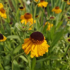 Helenium bigelovii The Bishop / Solbrud