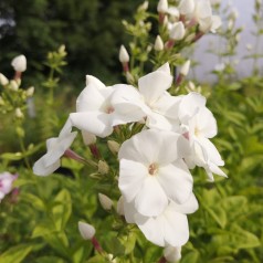 Phlox paniculata Pina Colada / Høstfloks