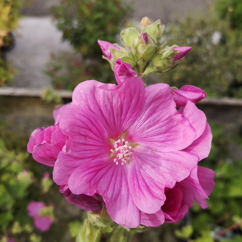 Lavatera Bredon Spring / Mamelukærmebusk Lavatera Bredon Spring / Mamelukærmebusk