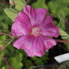 Lavatera Burgundy Wine / Mamelukærmebusk