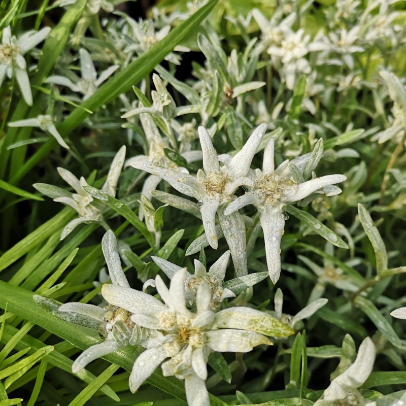 Leontopodium alpinum / Ægte Edelweiss