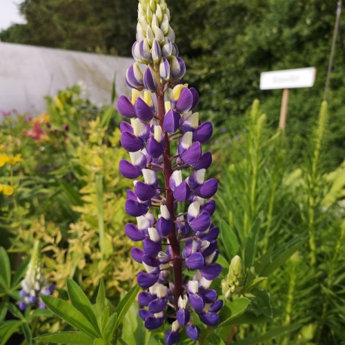 Lupinus polyphyllus Gallery Blue Shades / Lupin