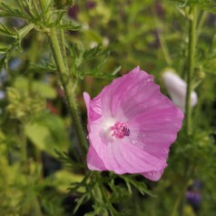 Malva moschata / Moskus Katost