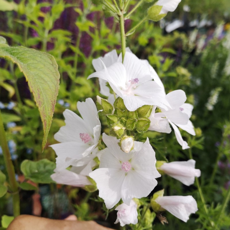 Malva moschata Alba / Moskus Katost