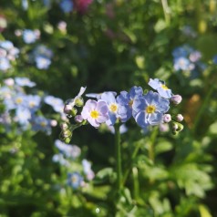 Myosotis palustris Nixenauge / Forglemmigej