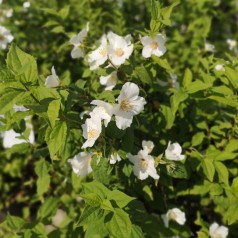 Philadelphus coronarius - Uægt Jasmin - Vellugtende pibeved