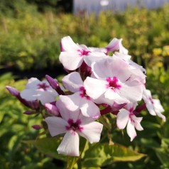 Phlox paniculata Flame White Eye / Høstfloks