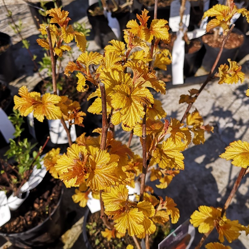 Physocarpus opulifolius Amber Jubilee (Jefam) - Blærespiræa Physocarpus opulifolius Amber Jubilee (Jefam) - Blærespiræa