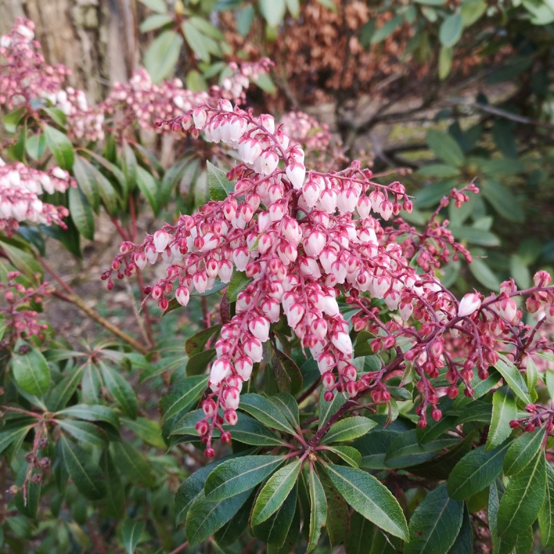 Pieris japonica Valery Valentine