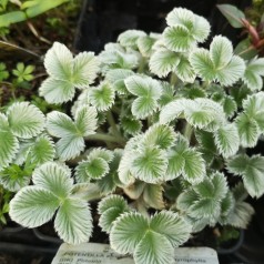 Potentilla argyrophylla / Staude Potentil