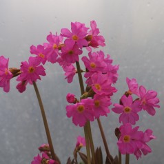 Primula rosea Gigas / Rosenprimula
