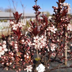 Prunus cistena - Dværgblodblomme / 80 cm. stamme.