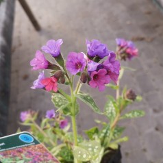 Pulmonaria sac. Victorian Brooch / Lungeurt