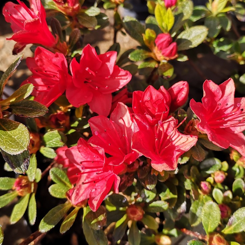 Rhododendron Fridoline - Japansk Azalea