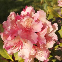 Rhododendron hybrid Brasilia