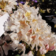 Rhododendron hybrid Cunninghams White