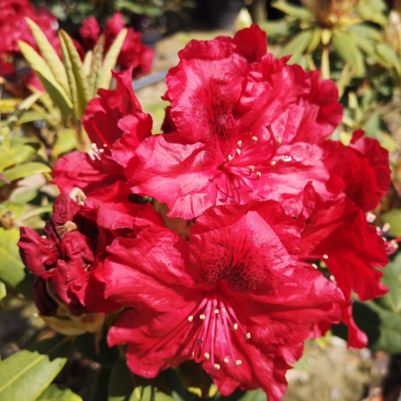 Rhododendron hybrid Erato Rhododendron hybrid Erato