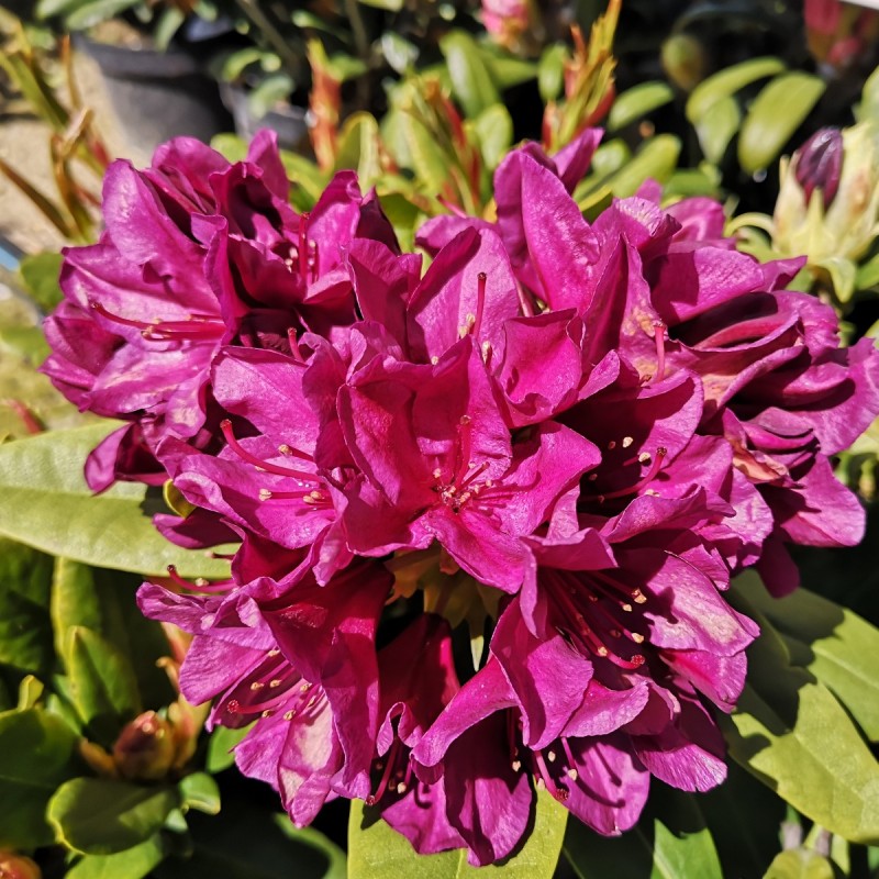 Rhododendron hybrid Polarnacht