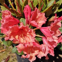 Rhododendron hybrid Sun Glory