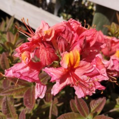 Rhododendron knaphill Berryrose - Haveazalea