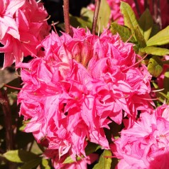 Rhododendron knaphill Homebush - Haveazalea