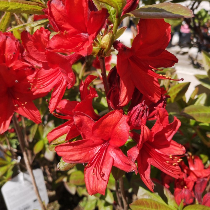 Rhododendron knaphill Nabucco - Haveazalea