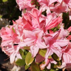 Rhododendron knaphill Soir de Paris - Haveazalia