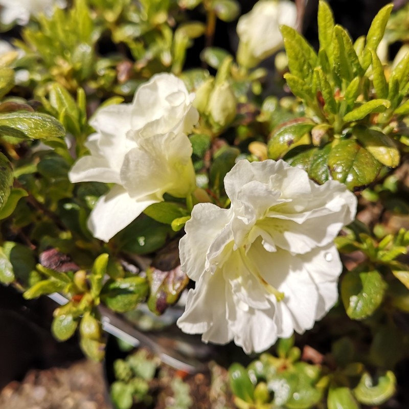 Rhododendron Schneeperle / Azalea Japansk