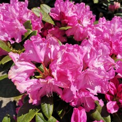 Rhododendron Yakushimanum Blurettia