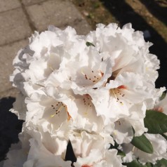 Rhododendron Yakushimanum Bohlkens Snow Fire