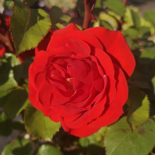 Rose Allotria / Buketrose