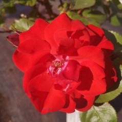 Rose Allotria / Buketrose