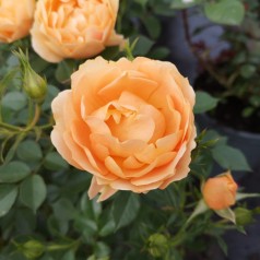 Rose Amber Cover / Bunddække rose Towne- og Country