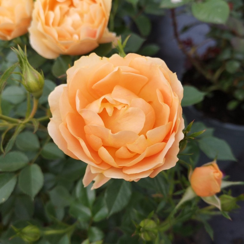 Rose Amber Cover / Bunddække rose Towne- og Country