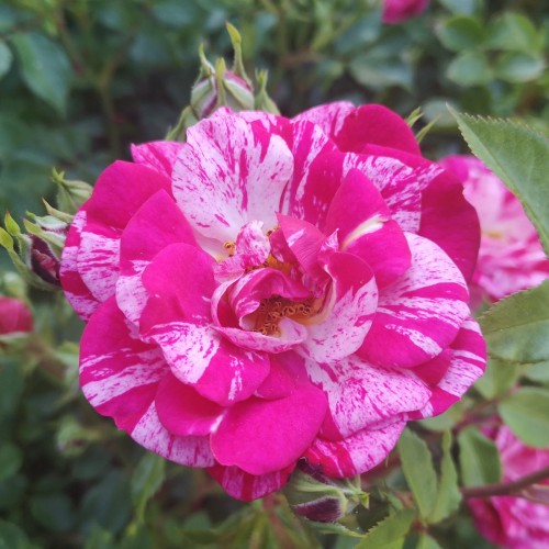 Rose Candy Cover / Bunddække rose Towne- og Country