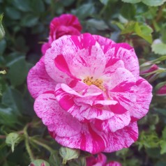 Rose Candy Cover / Bunddække rose Towne- og Country