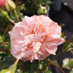 Rose Dronning Margrethe / Palace Rose - Barrods