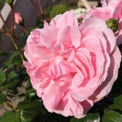 Rose Home and Garden / Buketrose