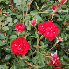 Rose Intense Cover - Bunddække rose Towne- og Country